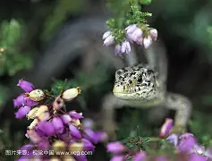 关于克鲁塞罗斯体育会与拉科鲁尼亚交锋的信息